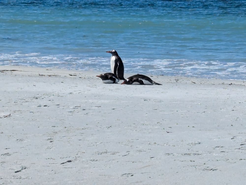 Falkland Islands