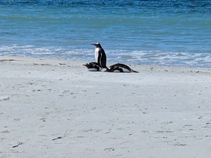 Falkland Islands